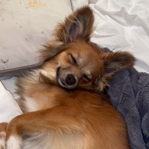 Meet your Posher, Bella